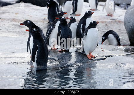 Gentoo Pinguine auf felsigen Küstenlinie auf Port Lockroy Antarktis Stockfoto