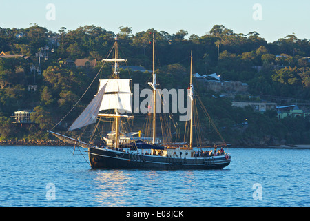 Südlichen Swan übergibt Taronga Zoo, Sidney. Stockfoto