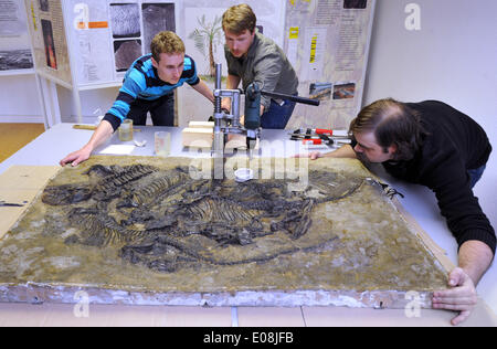 Freiberg / Deutschland. 6. Mai 2014. Paläontologen nehmen eine Knochen