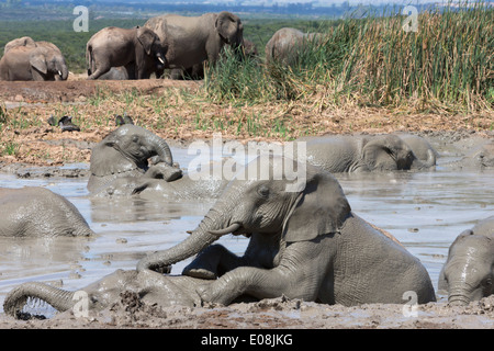 Afrikanische Elefanten (Loxodonta Africana) am Wasserloch, Addo Elephant National Park, Eastern Cape, Südafrika, Februar 2014 Stockfoto