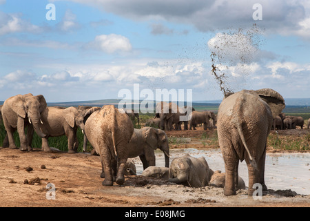 Afrikanische Elefanten (Loxodonta Africana) am Wasserloch, Addo Elephant National Park, Eastern Cape, Südafrika, Februar 2014 Stockfoto