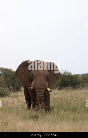 Stier Elefanten (Loxodonta Africana), Madikwe reservieren, North West Province, Südafrika, Februar 2014 Stockfoto