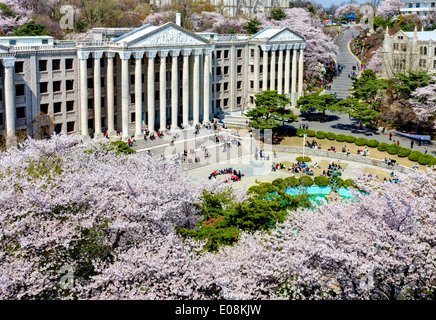 Koreanische Campus Kirschbäume voller Blüten in Kyung-Hee-Universität gesäumt ist Stockfoto