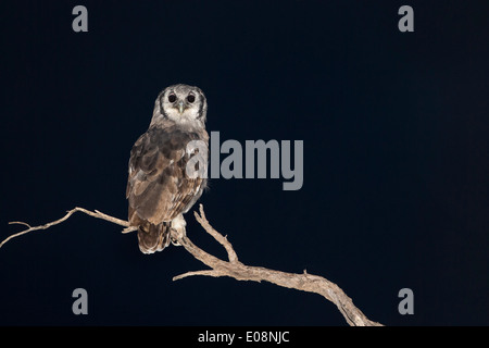 Verreaux (Riese) Adler-Eule (Bubo Lacteus), Kgalagadi Transfrontier Park, Südafrika, Februar 2014 Stockfoto