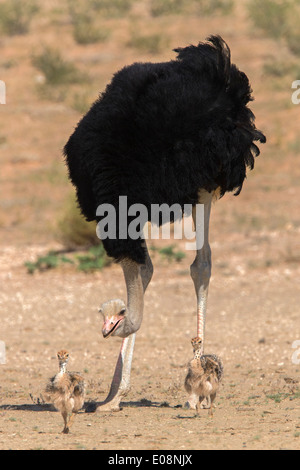 Strauß (Struthio Camelus) männlich mit Küken, Kgalagadi Transfrontier Park, Northern Cape, South Africa, Januar 2014 Stockfoto