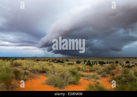 Gewitterwolken bedrohen der Kalahari, Kgalagadi Transfrontier Park, Northern Cape, South Africa, Februar 2014 Stockfoto