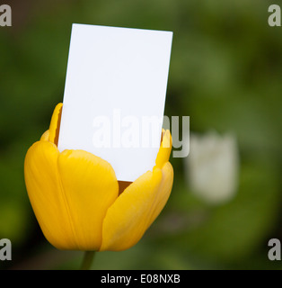 Leere Visitenkarte aus einer Tulpe Stockfoto