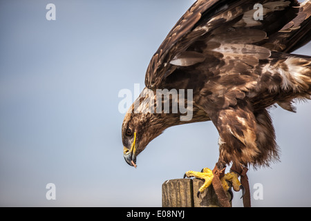 Nahaufnahme von einem russischen Steppenadler Stockfoto