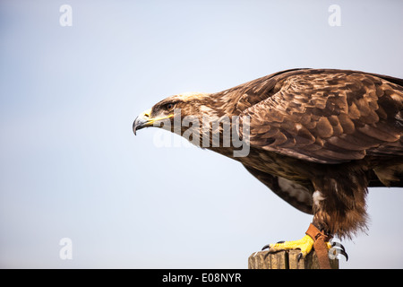 Nahaufnahme von einem russischen Steppenadler Stockfoto