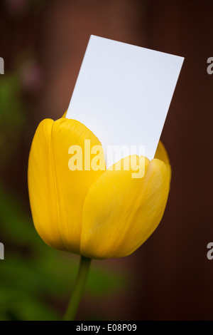 Leere Visitenkarte aus einer Tulpe Stockfoto