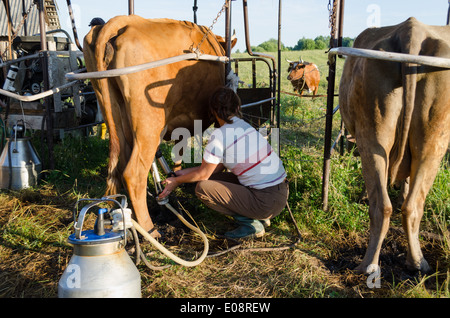 Jungbauer, Einsatz neuer Technologien beim Melken der Kühe am Bauernhof. Stockfoto