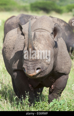 Spitzmaulnashorn (Diceros Bicornis) männlich, Südafrika, Februar 2013 Stockfoto