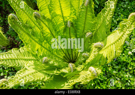 schönen sonnigen jungen grünen Garten Farn Stockfoto