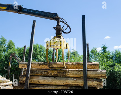 schwere Arbeiten Maschinen gelbe Holzfäller laden den Schnitt anmeldet Anhänger Stockfoto