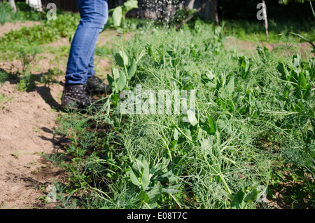 Nahaufnahme von Erbsenpflanzen wachsen im Garten und Landwirt Gärtner Arbeiter Wasser mit Gießkanne. Stockfoto
