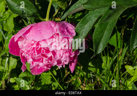 Nahaufnahme des taufrischen rote Pfingstrose Blüte Blütenknospe bedeckt mit Wasser Tautropfen und Sonne Morgenlicht. Stockfoto