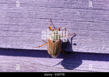 kleine braune Maikäfer Chafer kriecht auf Holzoberfläche blass lila Stockfoto