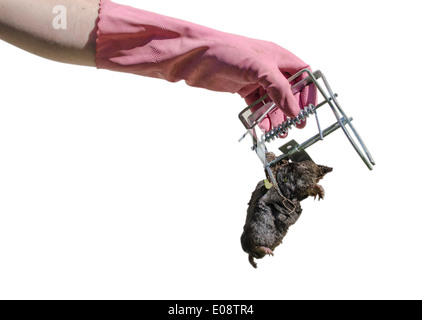 Frau Hand mit rosa Gummihandschuhe halten MOL die Eisenfalle isoliert auf weiss Stockfoto