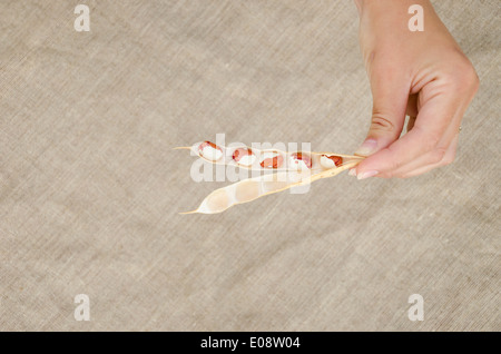 weibliche Hand halten kleine offene Pod mit braunen und weißen Bohnen auf Leinenstruktur Stockfoto