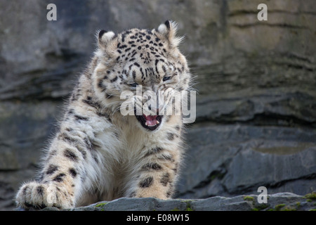Ein-Jahr-alte Snow Leopard Stockfoto