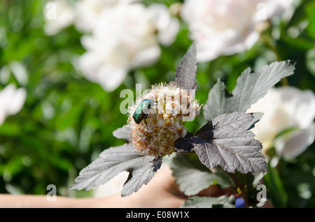 große Bronze Käfer Cetonia Aurata sitzt auf weißen Busch Blütenstand Stockfoto