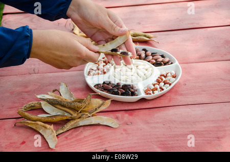 Abschluss der Weibchen übergibt Schale Schale dekorativen bunten Bohnen Schoten weiße Schale auf roten Holztisch. Stockfoto