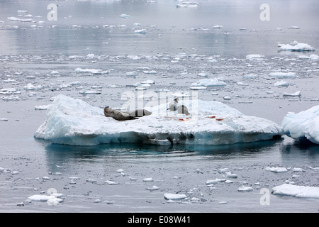 Krabbenfresserrobbe Dichtungen schwimmend auf einem Eisberg in der Antarktis Stockfoto