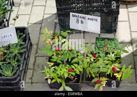 Erdbeer-Himbeere (Rubus Illecebrosus) Sämling in kleinen schwarzen Töpfen in Straßenmarkt Stockfoto