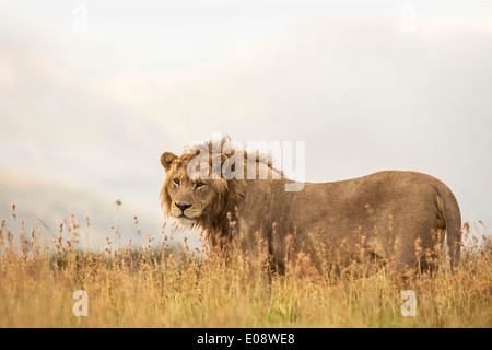 Löwe (Panthera Leo) auf Patrouille, Mountain Zebra National Park, Eastern Cape, Südafrika, Februar 2014 Stockfoto