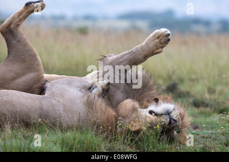 Männchen der Löwe (Panthera Leo) spielen, Mountain Zebra National Park, Eastern Cape, Südafrika, Februar 2014 Stockfoto