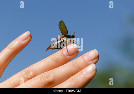 Frau Handfläche und Finger krabbeln große braune Maikäfer Chafer Käfer kriecht Finger Verbreitung Flügel und fliegen auf blauen Himmel backgr Stockfoto