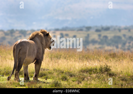 Löwe (Panthera Leo) auf Patrouille, Mountain Zebra National Park, Eastern Cape, Südafrika, Februar 2014 Stockfoto