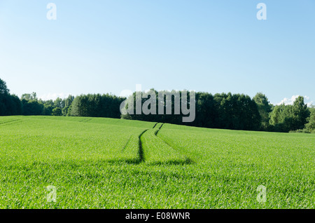 führen Sie trampeln auf Roggenfeld in ländlichen Landschaft Abstand weg Stockfoto