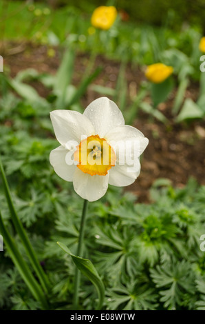 einen schönen Frühling Weiße Narzisse mit gelben Zentrum im Garten Stockfoto