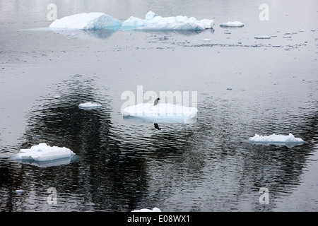 einsamer single Gentoo Pinguin gestrandet auf kleinen Eisberg Lemaire-Kanal Antarktis Stockfoto