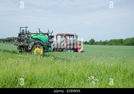 grün rot Traktor Düngung Weizenfeld in Sommertag Stockfoto