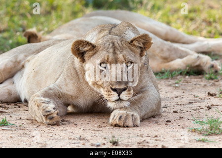 Löwin (Panthera Leo), Madikwe Game reserve, North West Province, Südafrika, Februar 2014 Stockfoto