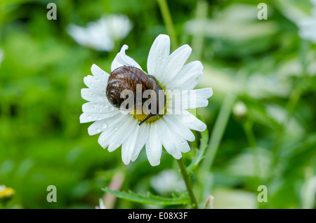 Nahaufnahme der nassen Schnecke auf Daisy Blume Blütenmitte bedeckt mit Morgentau sinkt. Stockfoto