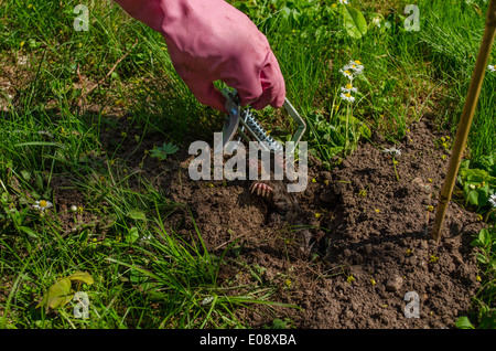 Maulwurf mit speziellen metallischen fallen und Hand mit Handschuh gefangen Stockfoto