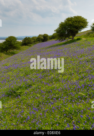 Bluebell Feld im Frühjahr in England UK Stockfoto