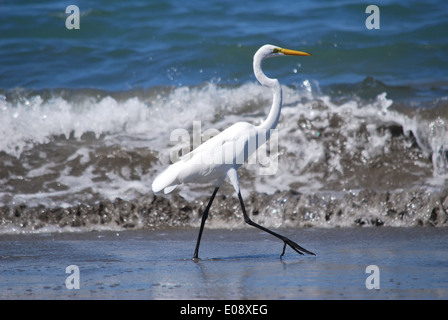 Silberreiher am Strand, Costa Rica Stockfoto