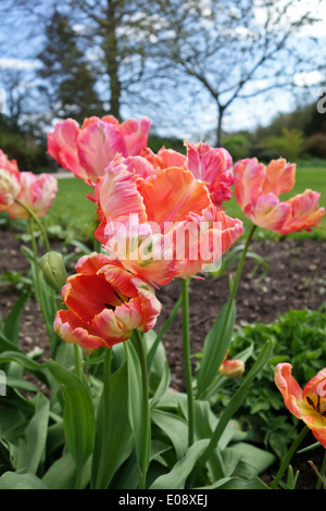 Nahaufnahme des Tulipa Apricot Papagei aus einem niedrigen Winkel in einem Frühlingsgarten Grenze, England, Großbritannien Stockfoto