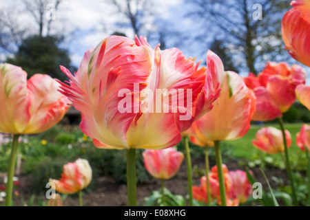 Nahaufnahme des Tulipa Apricot Papagei aus einem niedrigen Winkel in einem Frühlingsgarten Grenze, England, Großbritannien Stockfoto