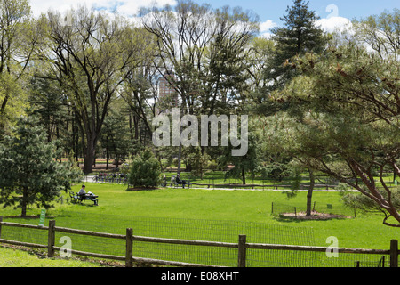 Arthur Ross Pinetum im Central Park, New York, USA Stockfoto