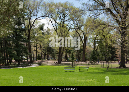 Arthur Ross Pinetum im Central Park, New York, USA Stockfoto