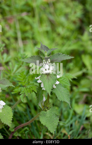 Nahaufnahme eines blühenden Lamium Albums - White Dead Brennnessel Brennnessel im Wald Stockfoto