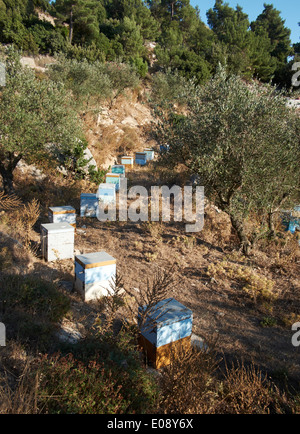 Bienenstöcke in Ikaria, Griechenland Stockfoto