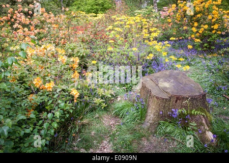 Isabella Plantation im Frühjahr, Richmond Park Stockfoto