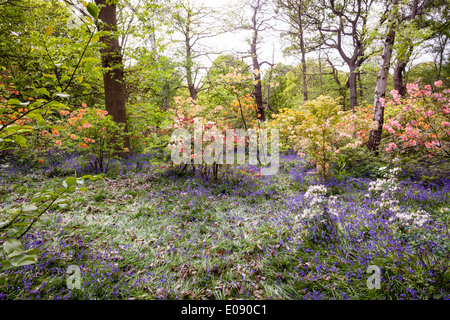 Isabella Plantation im Frühjahr, Richmond Park Stockfoto