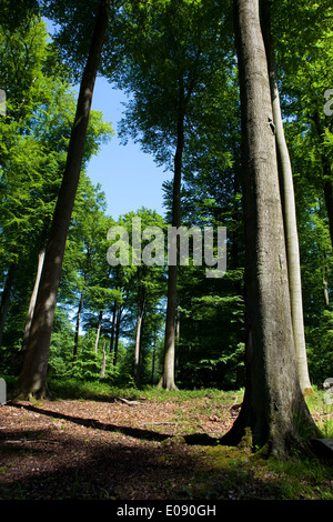 Sonian Wald, Foret de Soignes oder Zoniënwoud, 11.000 Hektar Wald südöstlich von Brüssel Stockfoto